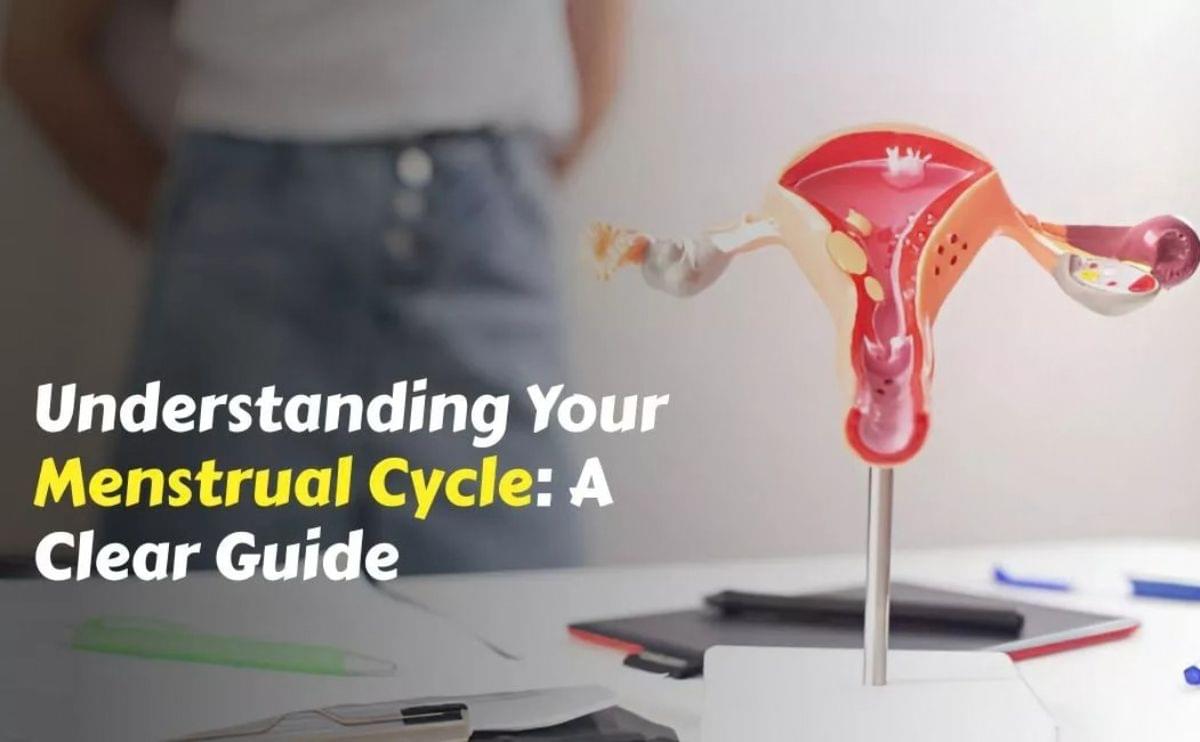 Menstrual Cycle